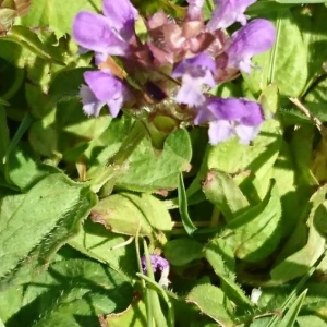 Photographie n°2216394 du taxon Prunella vulgaris L. [1753]