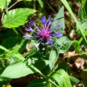 Photographie n°2216411 du taxon Cyanus montanus (L.) Hill [1768]