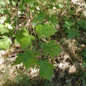 Photographie n°2216415 du taxon Sorbus torminalis (L.) Crantz [1763]