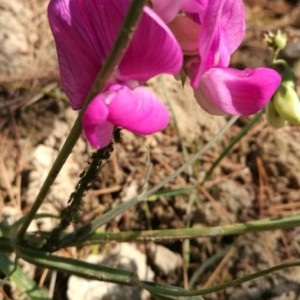 Photographie n°2216422 du taxon Lathyrus odoratus L. [1753]