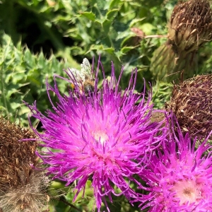 Photographie n°2216436 du taxon Cirsium acaulon (L.) Scop. [1769]