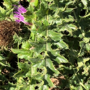 Photographie n°2216437 du taxon Cirsium acaulon (L.) Scop. [1769]