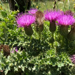 Photographie n°2216438 du taxon Cirsium acaulon (L.) Scop. [1769]