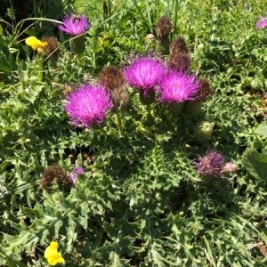 Photographie n°2216439 du taxon Cirsium acaulon (L.) Scop. [1769]