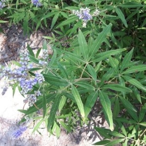 Photographie n°2216452 du taxon Vitex agnus-castus L. [1753]