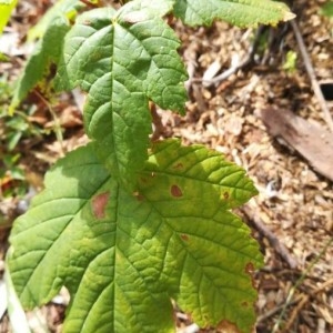 Photographie n°2216464 du taxon Acer pseudoplatanus L. [1753]