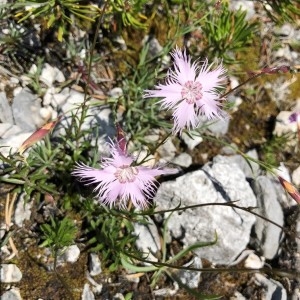 Photographie n°2216468 du taxon Dianthus hyssopifolius L. [1755]