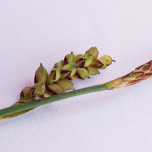 Photographie n°2216488 du taxon Carex curta Gooden. [1794]