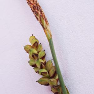 Photographie n°2216489 du taxon Carex curta Gooden. [1794]
