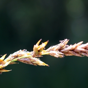 Photographie n°2216496 du taxon Carex stellulata Gooden. [1794]