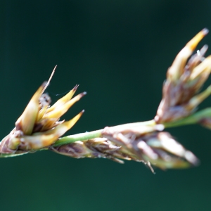 Photographie n°2216497 du taxon Carex stellulata Gooden. [1794]