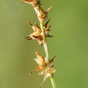 Photographie n°2216499 du taxon Carex stellulata Gooden. [1794]