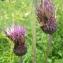  Liliane Roubaudi - Cirsium rivulare (Jacq.) All. [1789]