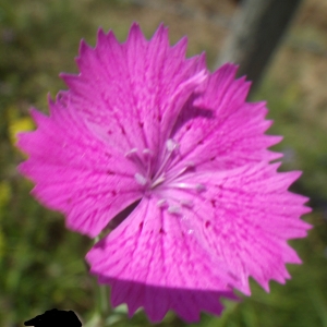 Photographie n°2216553 du taxon Dianthus sylvaticus Hoppe ex Willd. [1809]