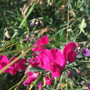 Photographie n°2216560 du taxon Lathyrus tuberosus L. [1753]