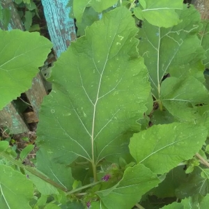 Photographie n°2216580 du taxon Arctium lappa L. [1753]