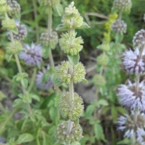 Photographie n°2216588 du taxon Mentha pulegium L. [1753]