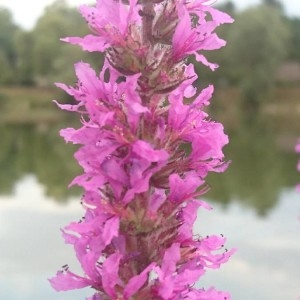 Photographie n°2216594 du taxon Lythrum salicaria L.