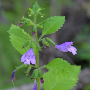 Photographie n°2216599 du taxon Clinopodium nepeta subsp. sylvaticum (Bromf.) Peruzzi & F.Conti [2008]