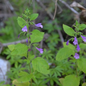 Photographie n°2216600 du taxon Clinopodium nepeta subsp. sylvaticum (Bromf.) Peruzzi & F.Conti [2008]