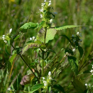 Photographie n°2216610 du taxon Galeopsis tetrahit L. [1753]