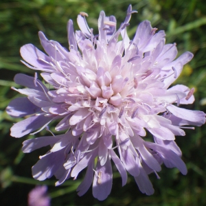 Photographie n°2216657 du taxon Knautia arvernensis (Briq.) Szabó [1934]