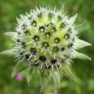 Photographie n°2216665 du taxon Knautia arvernensis (Briq.) Szabó [1934]