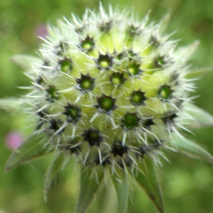 Photographie n°2216666 du taxon Knautia arvernensis (Briq.) Szabó [1934]