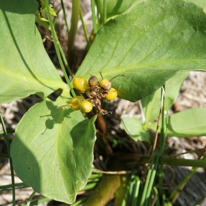 Photographie n°2216667 du taxon Menyanthes trifoliata L. [1753]