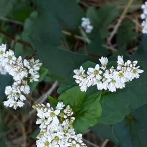 Photographie n°2216726 du taxon Fagopyrum esculentum Moench [1794]