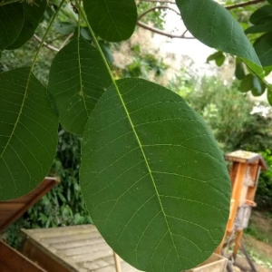 Photographie n°2216729 du taxon Cotinus coggygria Scop. [1771]