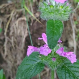 Photographie n°2216763 du taxon Clinopodium vulgare L.