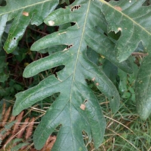 Photographie n°2216787 du taxon Quercus pyrenaica Willd. [1805]