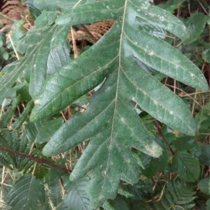 Photographie n°2216788 du taxon Quercus pyrenaica Willd. [1805]
