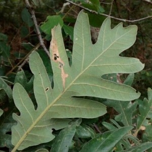 Photographie n°2216789 du taxon Quercus pyrenaica Willd. [1805]