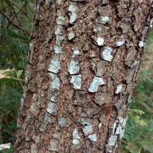 Photographie n°2216790 du taxon Quercus pyrenaica Willd. [1805]