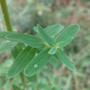Photographie n°2216799 du taxon Hypericum perforatum L. [1753]