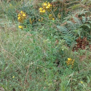 Photographie n°2216801 du taxon Hypericum perforatum L. [1753]