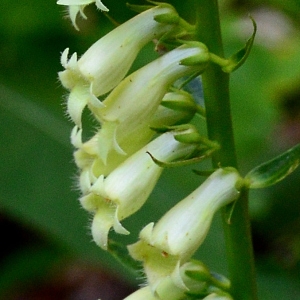 Photographie n°2216816 du taxon Digitalis lutea L. [1753]