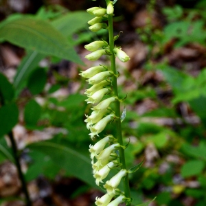 Photographie n°2216817 du taxon Digitalis lutea L. [1753]