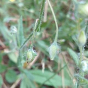 Photographie n°2216826 du taxon Tuberaria guttata (L.) Fourr. [1868]
