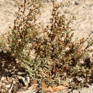 Photographie n°2216849 du taxon Spergularia heldreichii Foucaud [1904]