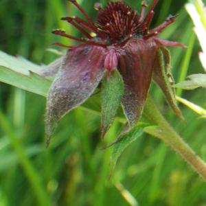 Photographie n°2216924 du taxon Comarum palustre L. [1753]