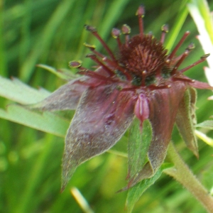 Photographie n°2216925 du taxon Comarum palustre L. [1753]