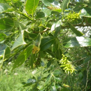 Photographie n°2216928 du taxon Salix pentandra L. [1753]