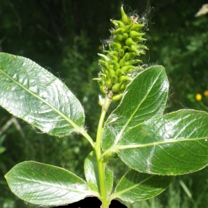 Photographie n°2216930 du taxon Salix pentandra L. [1753]