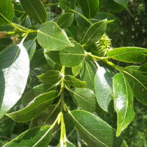 Photographie n°2216932 du taxon Salix pentandra L. [1753]
