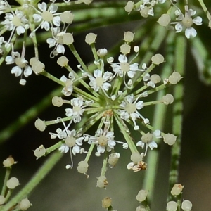 Photographie n°2216949 du taxon Siler montanum Crantz