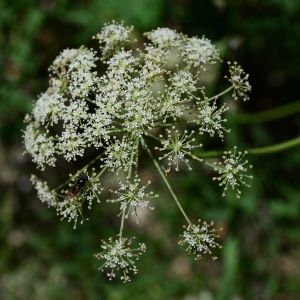 Photographie n°2216952 du taxon Siler montanum Crantz