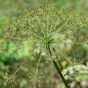 Photographie n°2216954 du taxon Siler montanum Crantz